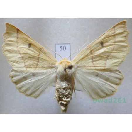 Crocallis elinguaria (Linnaeus, 1758) female Czech50
